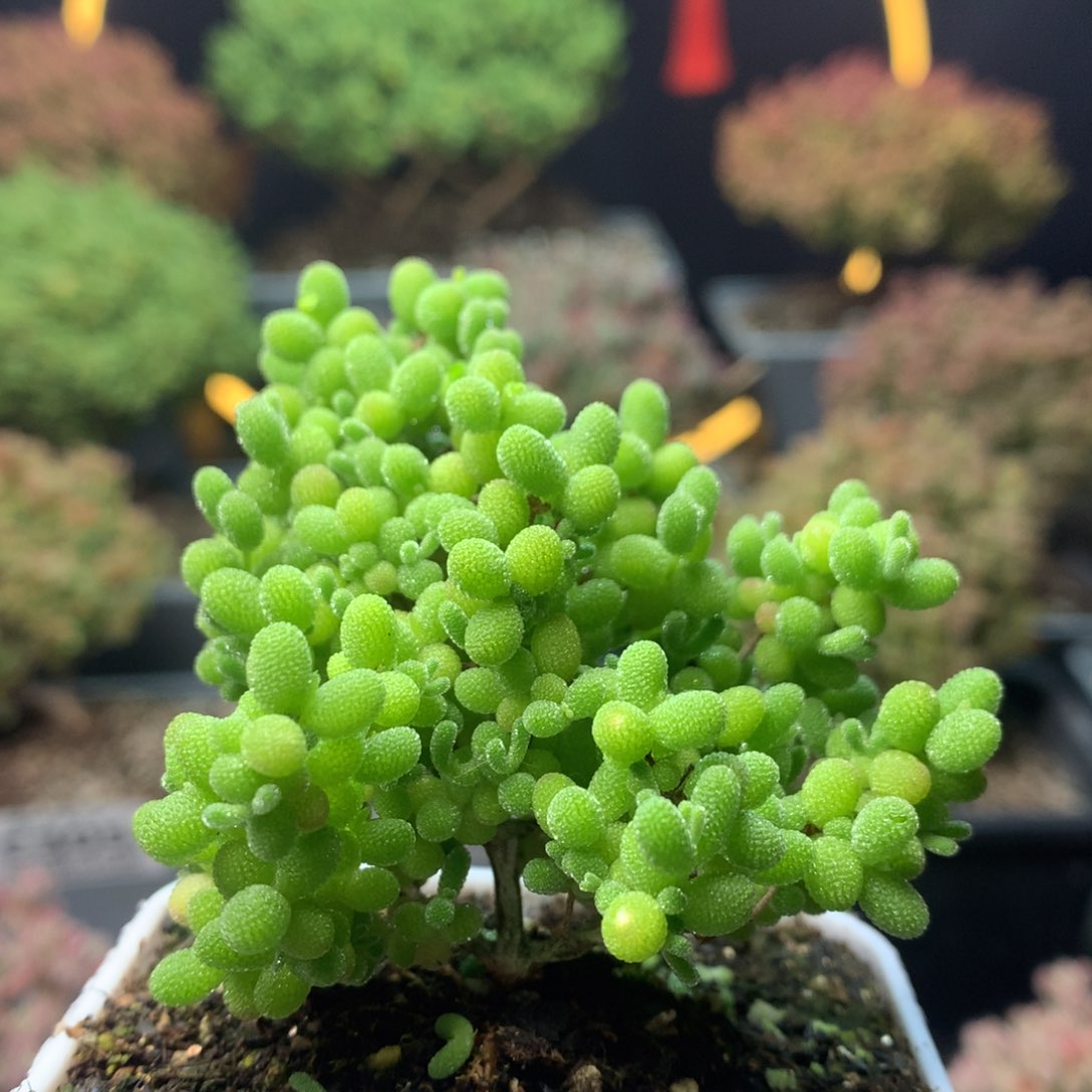 c266蜜橘枝干番杏