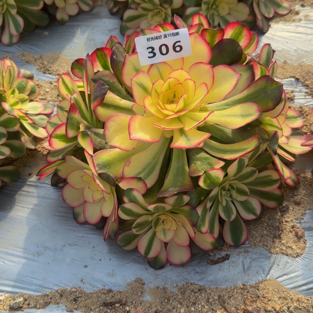 306荔枝。多肉植物