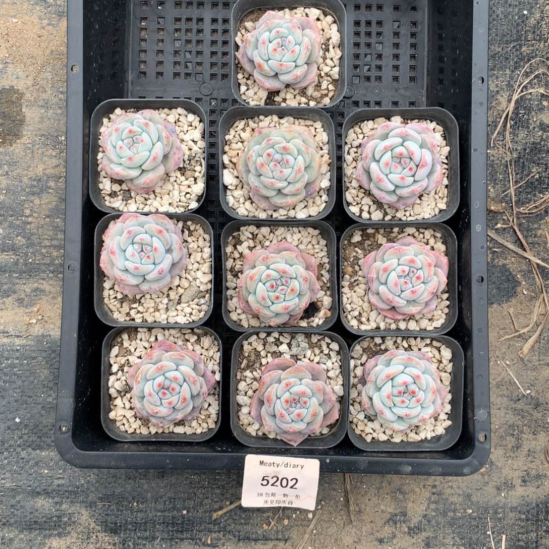 特5202星影4厘米左右10颗一组脱土发