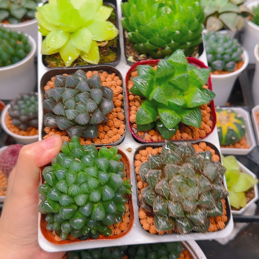 玉露六件套多肉，不带托架