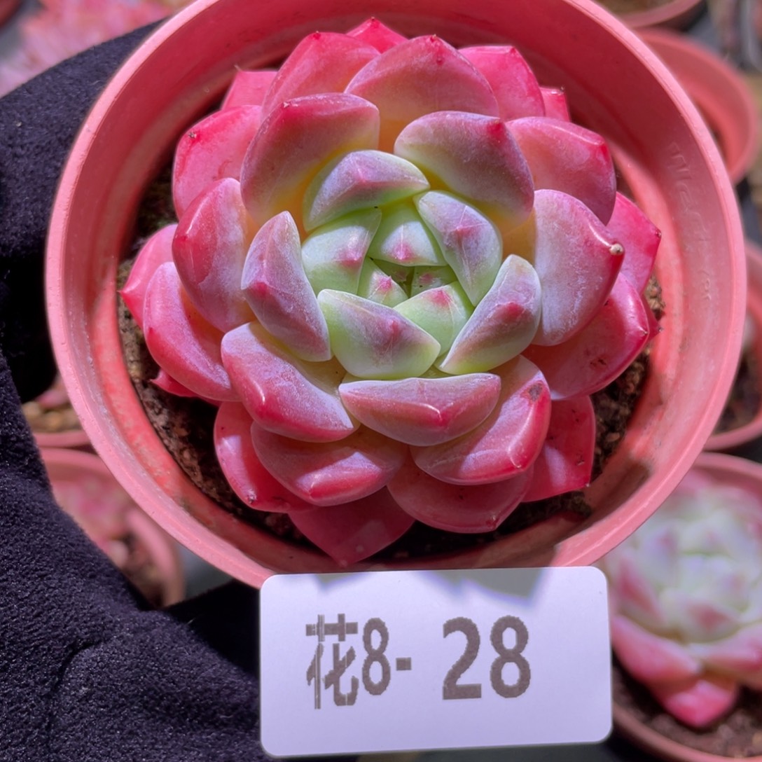 花利美8-28冰糖单头