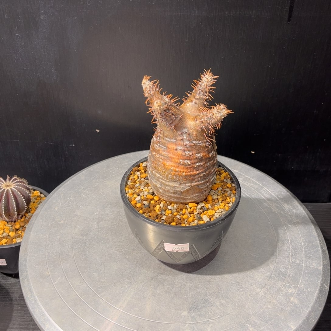 象牙宫老家哈哈哈哈哈