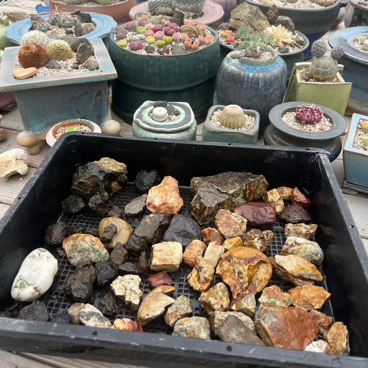 1987原生态风格精挑造景岩石仙人球番杏龙舌兰4.5～5斤