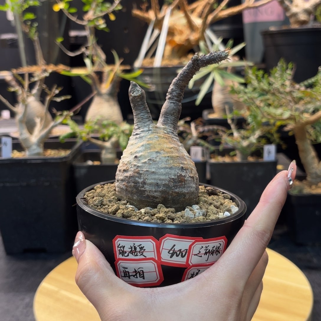 木 象牙宫之前有根根断了，接受再拍