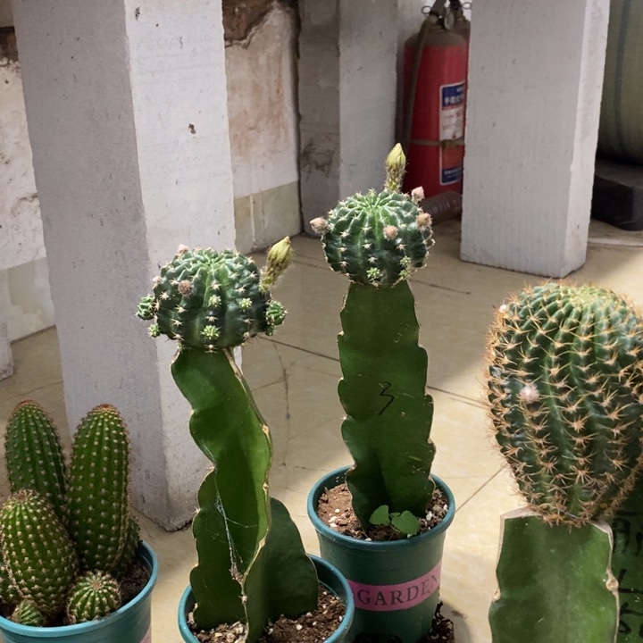 新品奶酪丽花母本带花苞