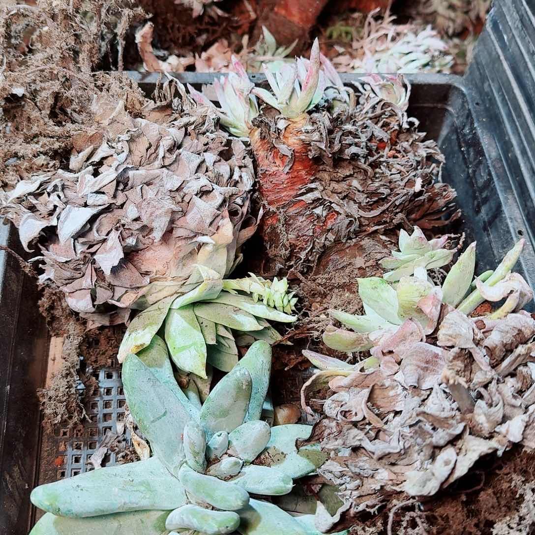 8602瑕疵框拍不售后