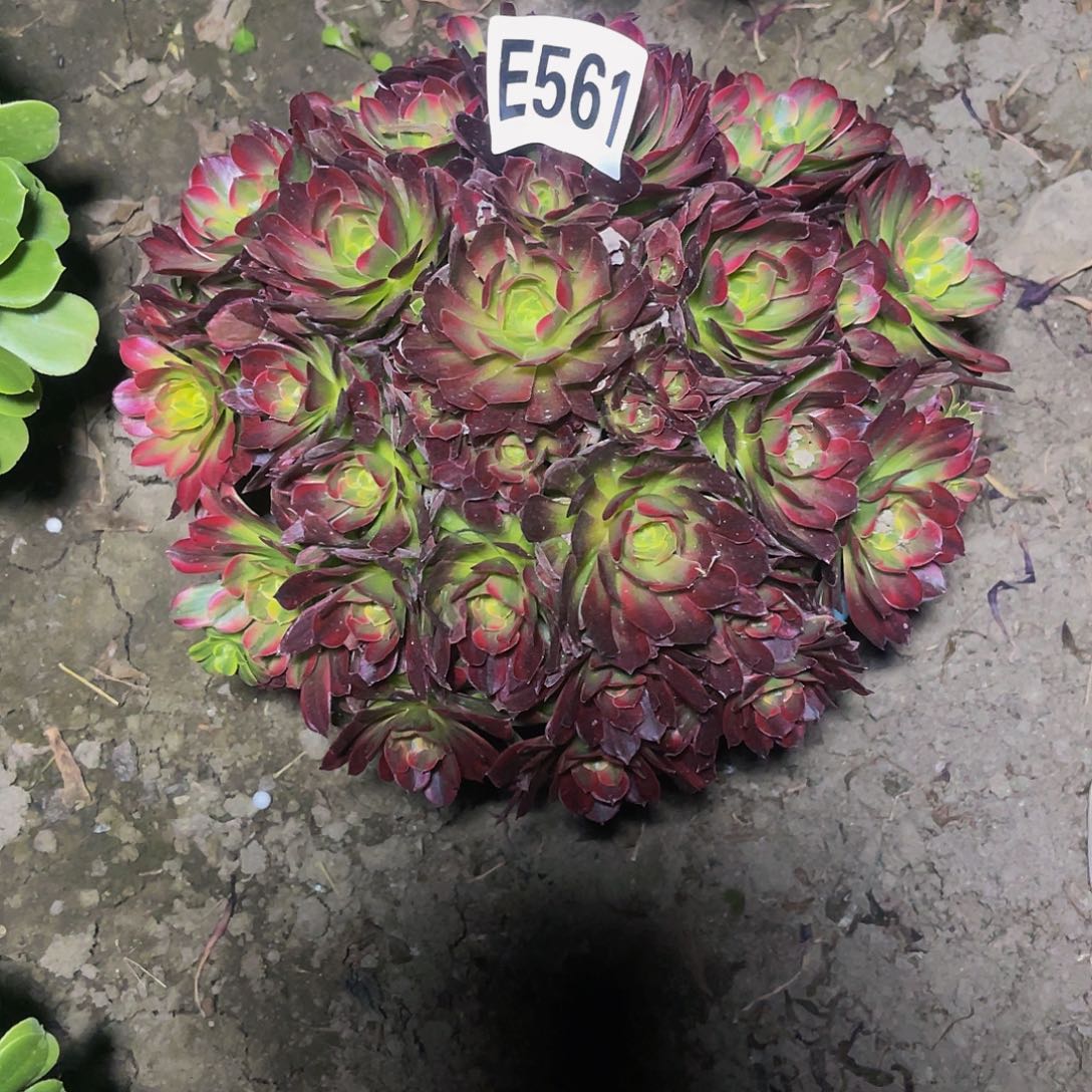 安娜法师13-10包邮法师