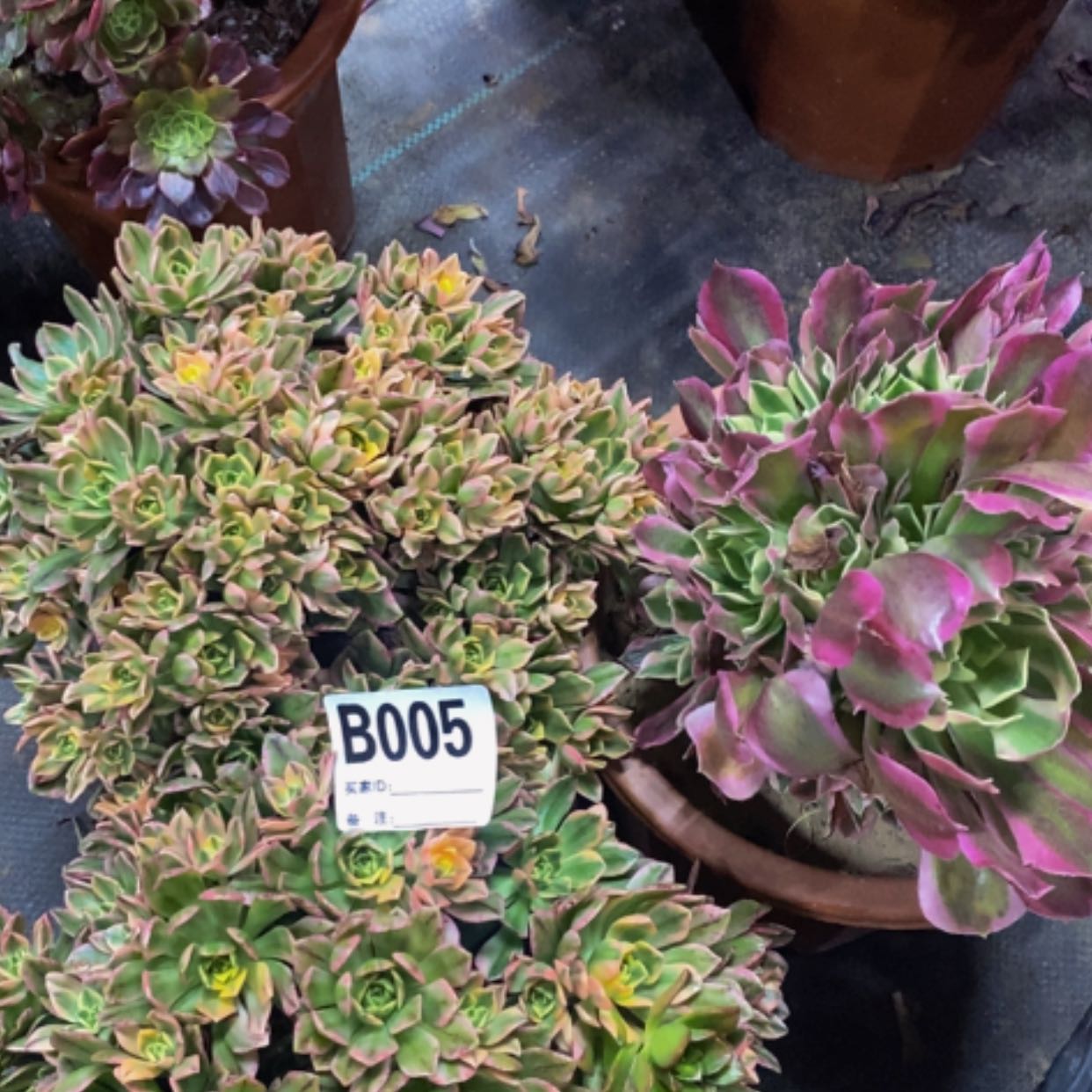 【闪购商品】白风005