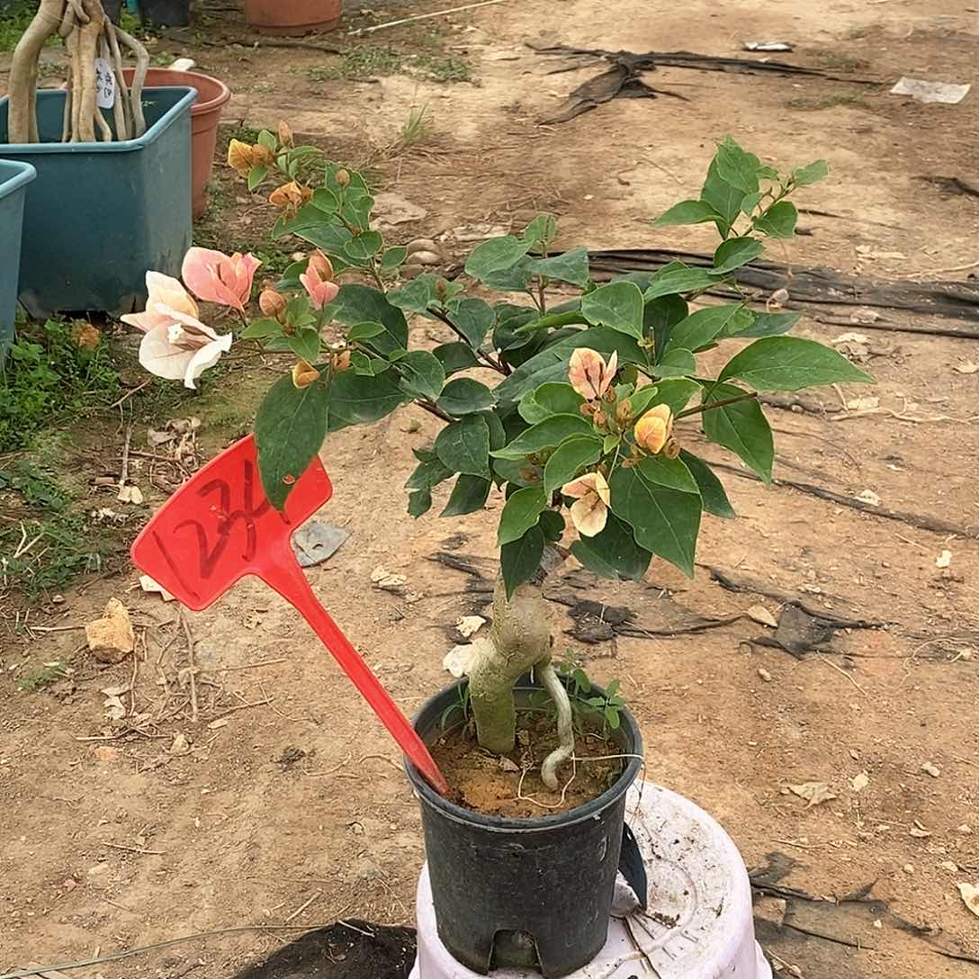 大部分开放少量花苞粉红樱1234