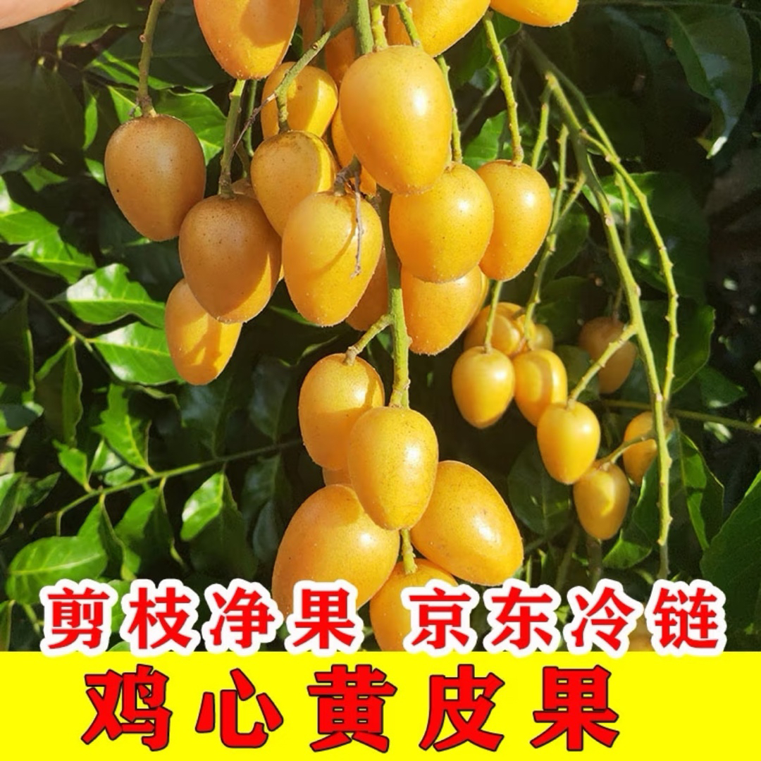 广西黄皮老树鸡心黄皮果正气果【空运冷链/加厚包装/每箱2个冰袋】