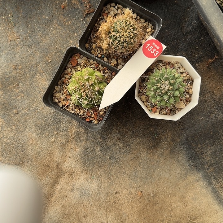 红瓦长混合三颗3398