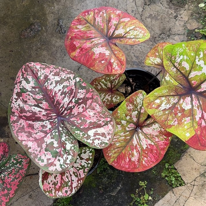 牛***牛9-1212两颗彩叶芋广东现货