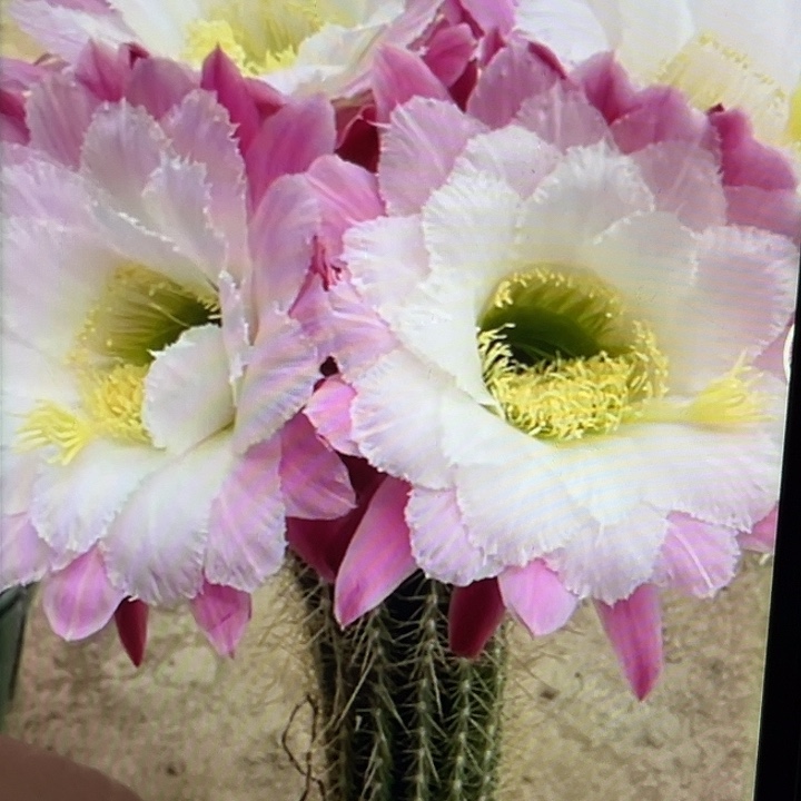 423号侧牙5厘米起