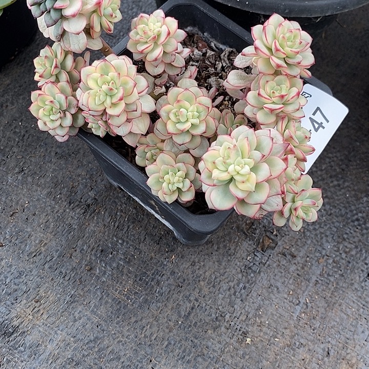 落****小七夕多肉探戈锦47