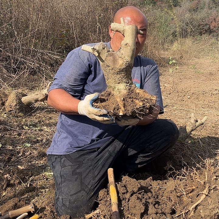 无***卒无花朵对节白蜡素材一颗