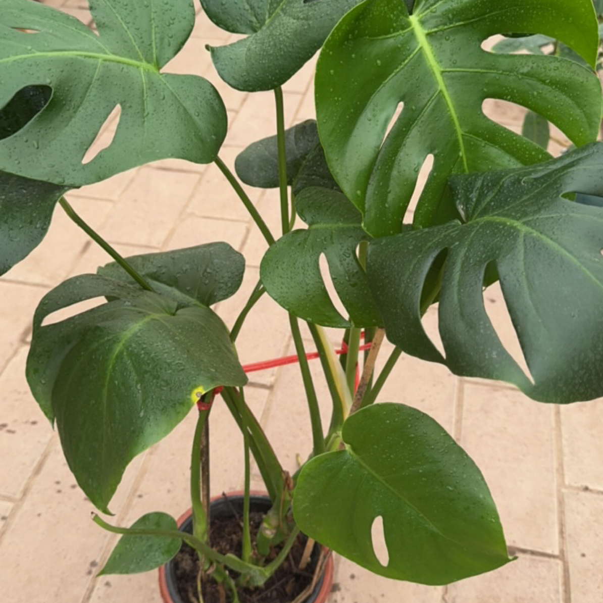 龟背竹耐阴好养小老桩