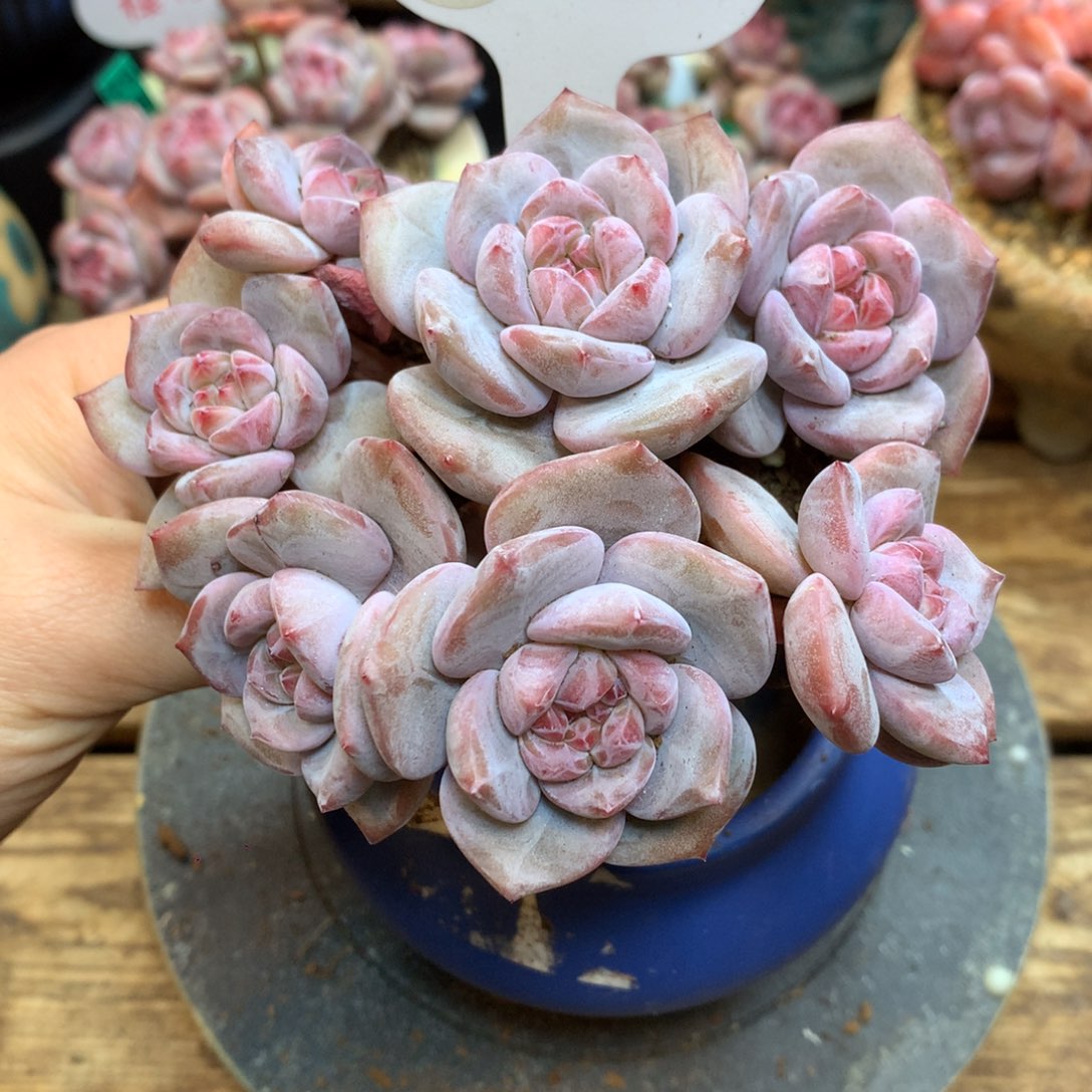 A65 突尼斯 7头小老桩 