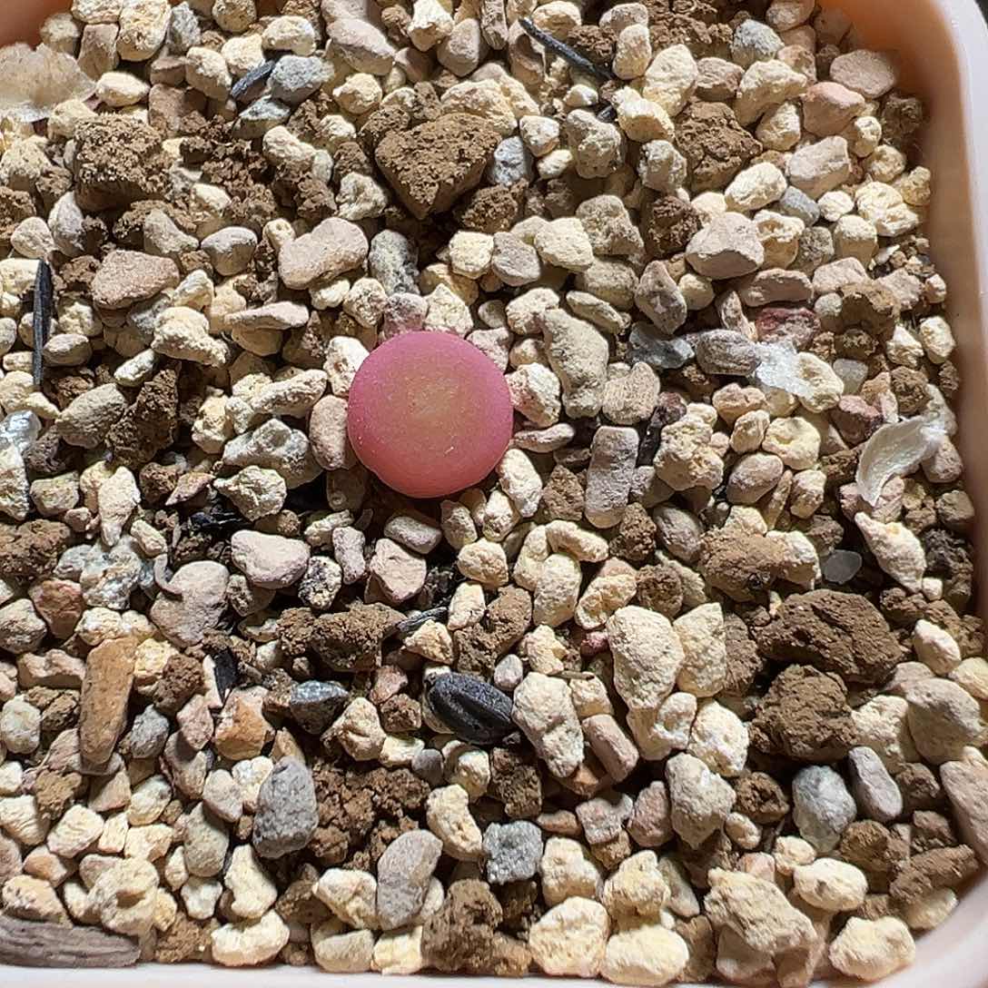 哈默灯泡尺寸1.0母本株