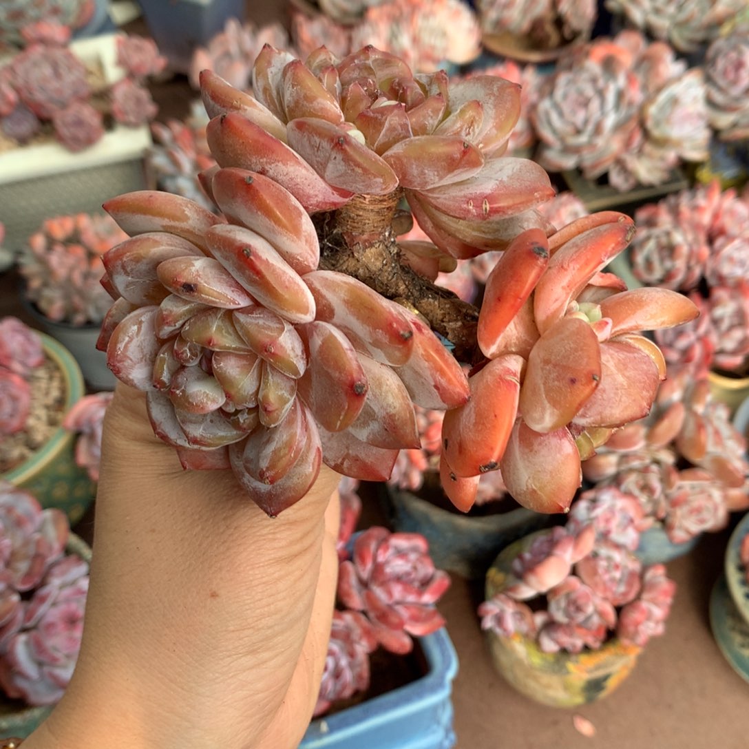 星影哈哈哈哈哈哈哈哈哈哈