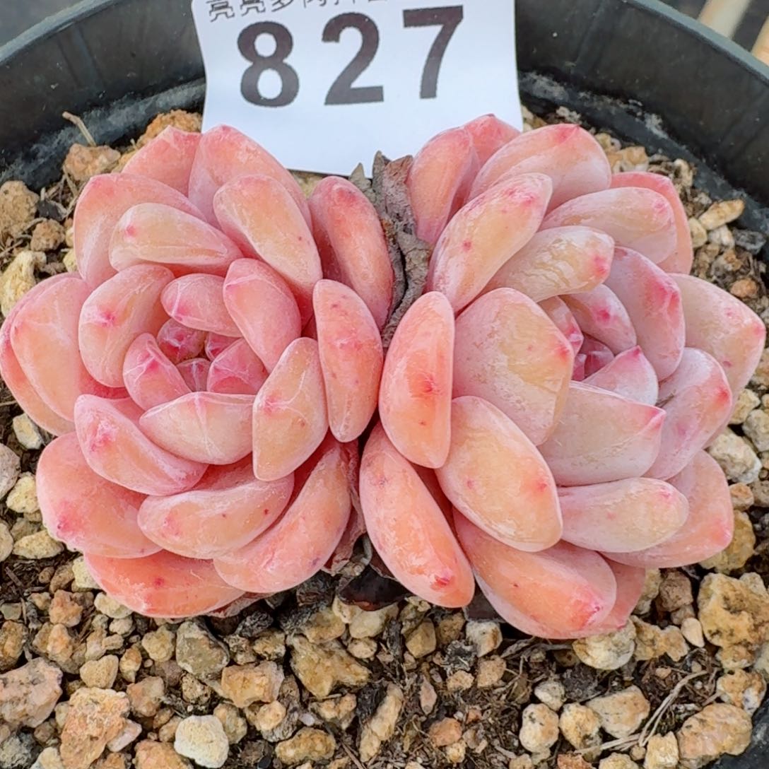 橙子双头         多肉植物