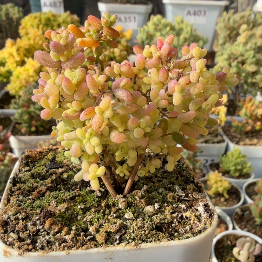 A637米粒阴阳拉丝锦