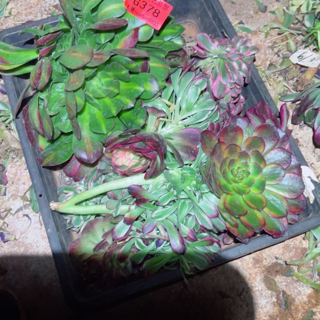 组合378多肉植物