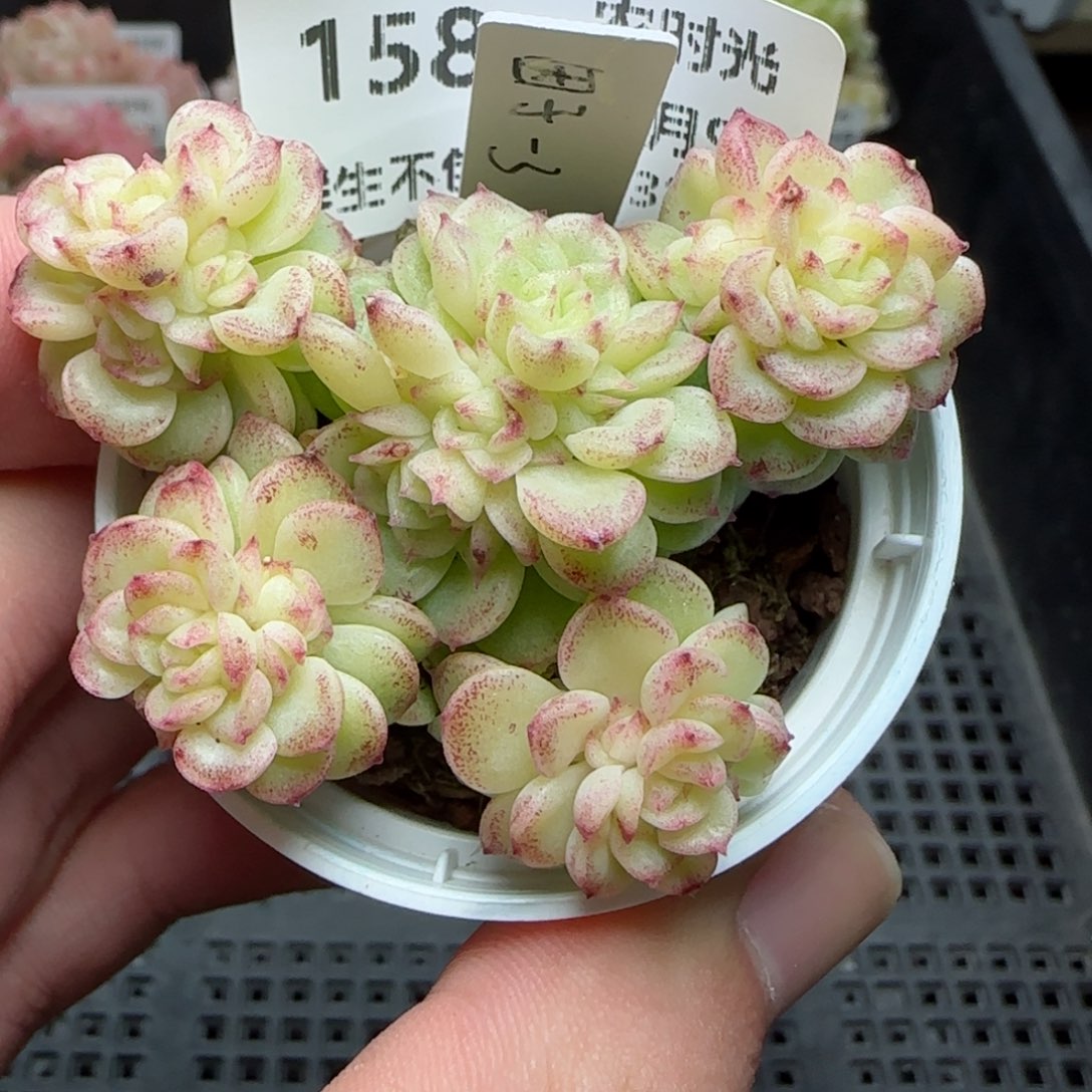 陈**儿0209-158（因子-3）