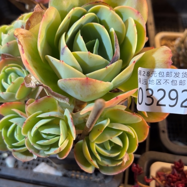 幸运的是我还在努力