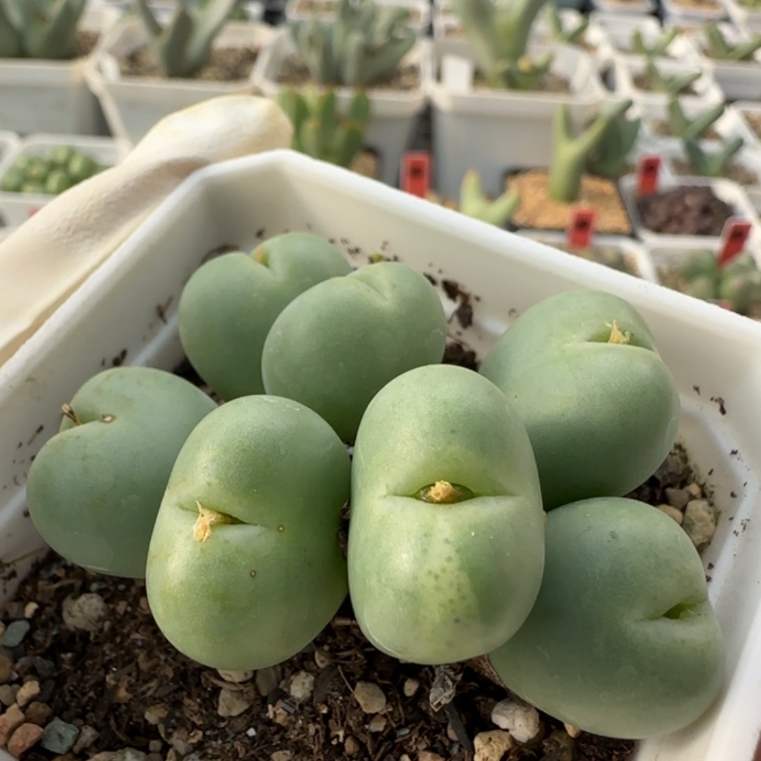 12-7-4-2当天满38包邮带锦的小拳拳2cm脱土