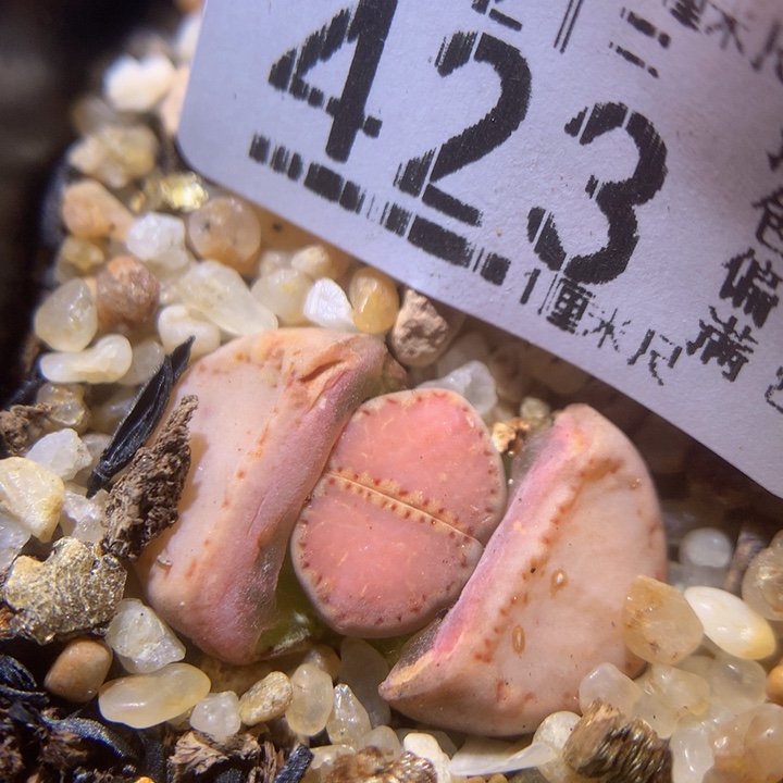 精品生石花221.423