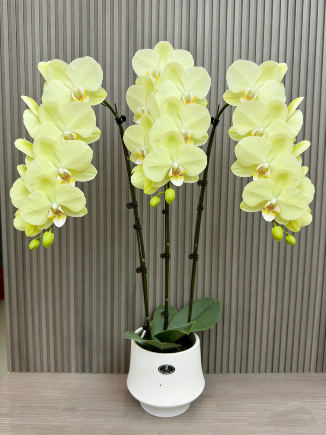 蝴蝶兰【绿地球】3支绿色大花带花带花苞花期久适合玄关岛台摆放