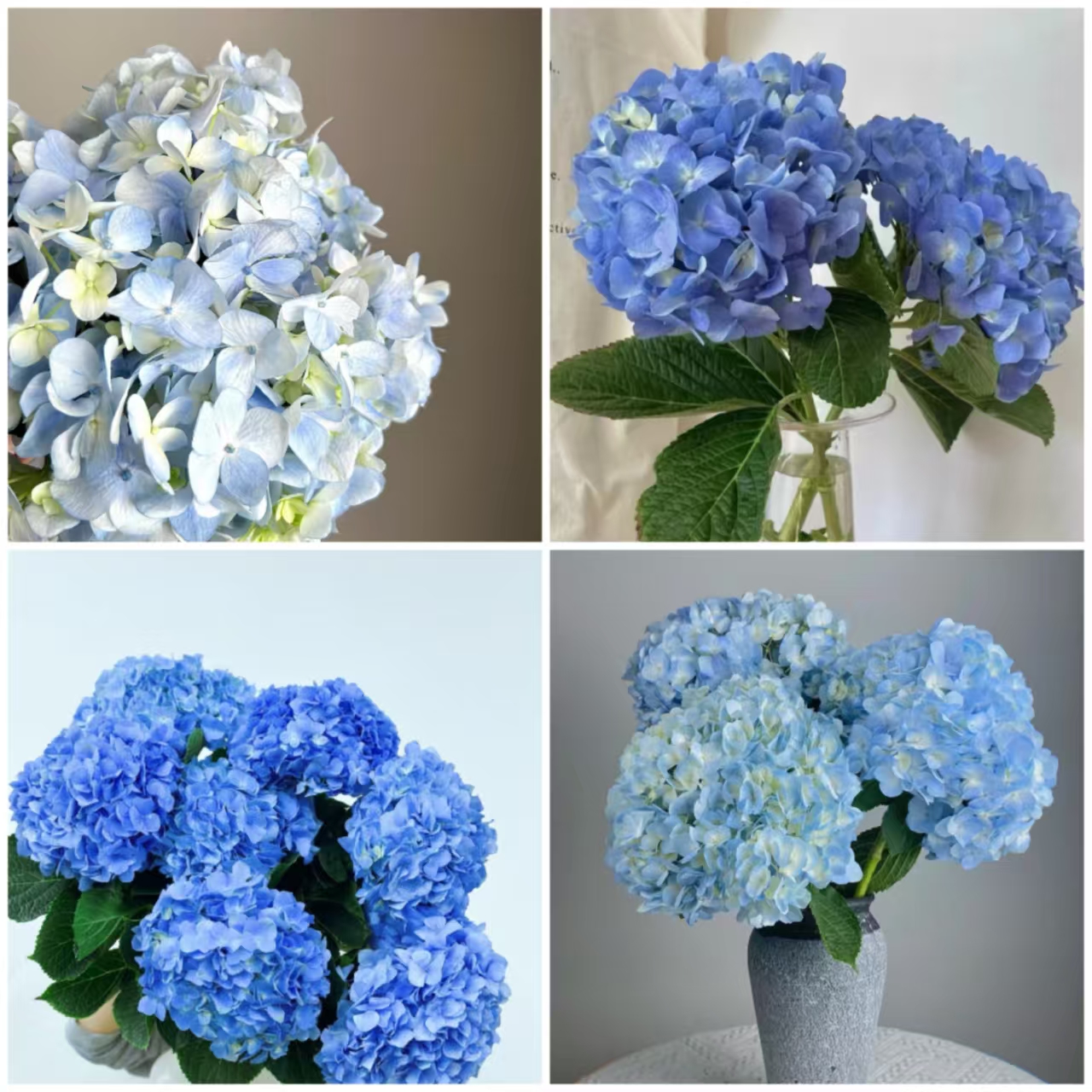 套餐57小头蓝色绣球一支+迷你向日葵3支+白色满天星2支