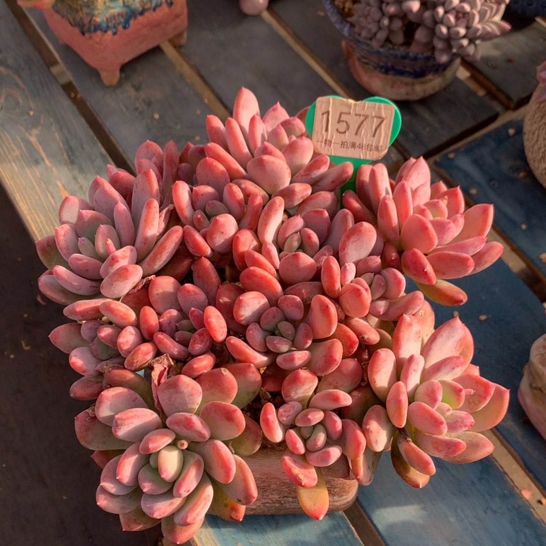 灰姑娘老桩无砍平头1577