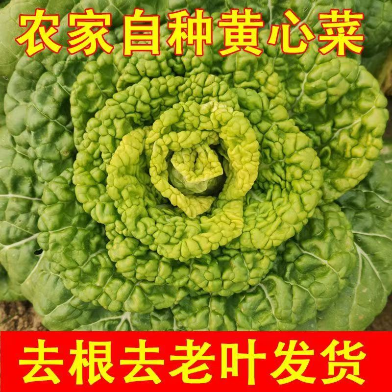 黄心乌现挖黄心菜塌地乌黄心菊花菜乌塌菜皱叶小白菜农家新鲜蔬菜