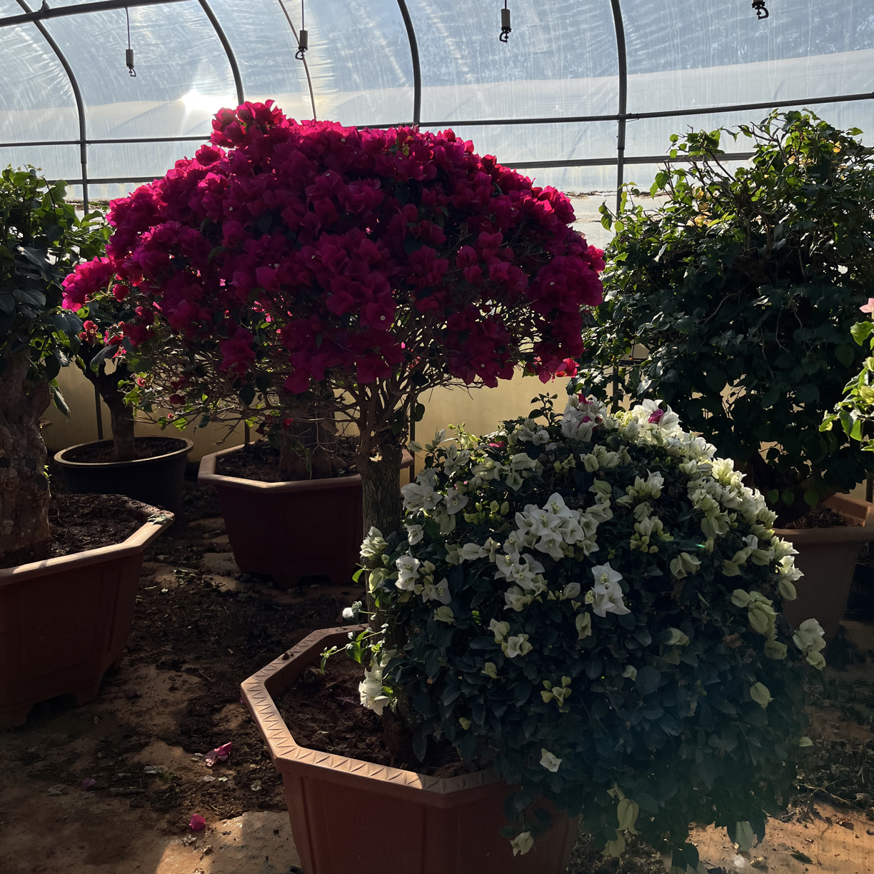 三角梅一物一拍 四季开花 多年生 好养活 可盆栽