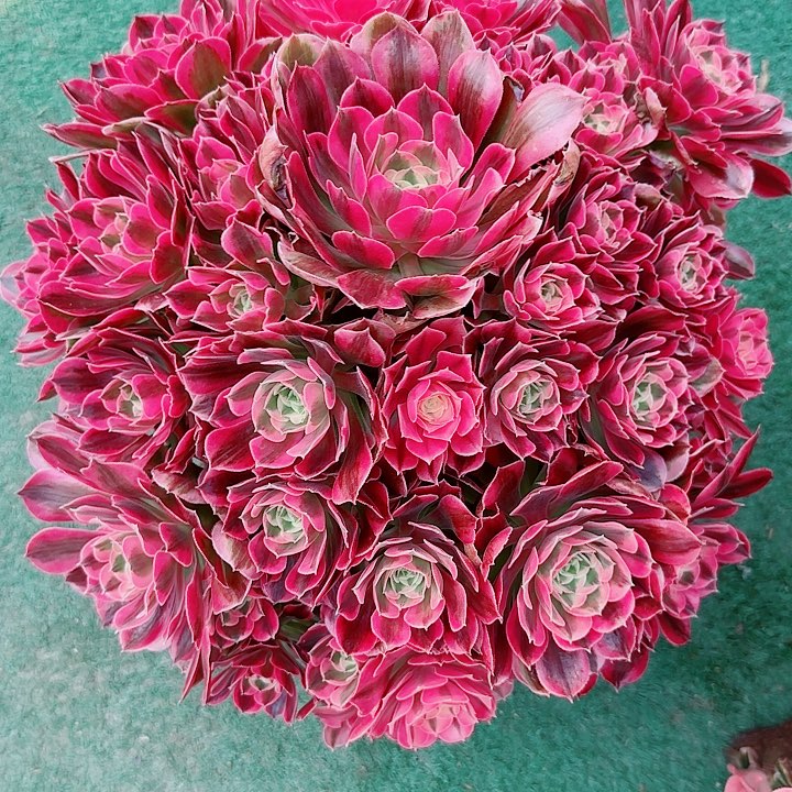 法师好看也好养胭脂血