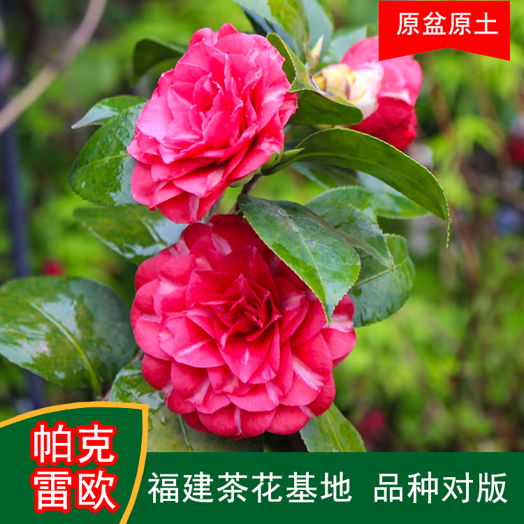 帕克雷欧法系茶花盆栽树苗带花苞耐寒四季常青冬季开花基地直销