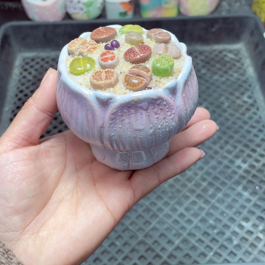 w7555 -零下地区拍保温箱-15支持寄养