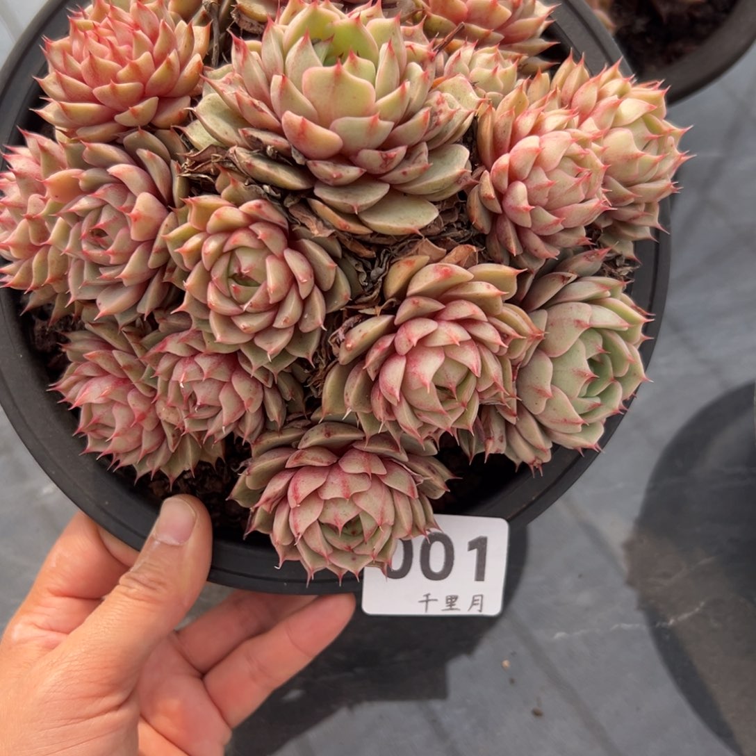 陌***路1、跟着徐徐好吃吧你