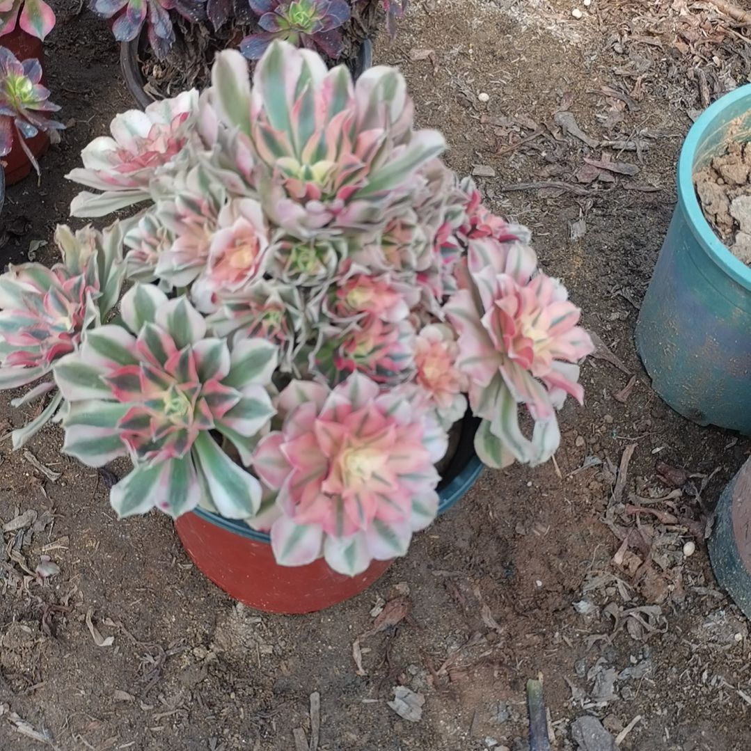 粉女巫多肉法师多肉29