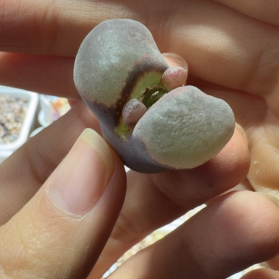 14号单头风铃一物一拍有干疤