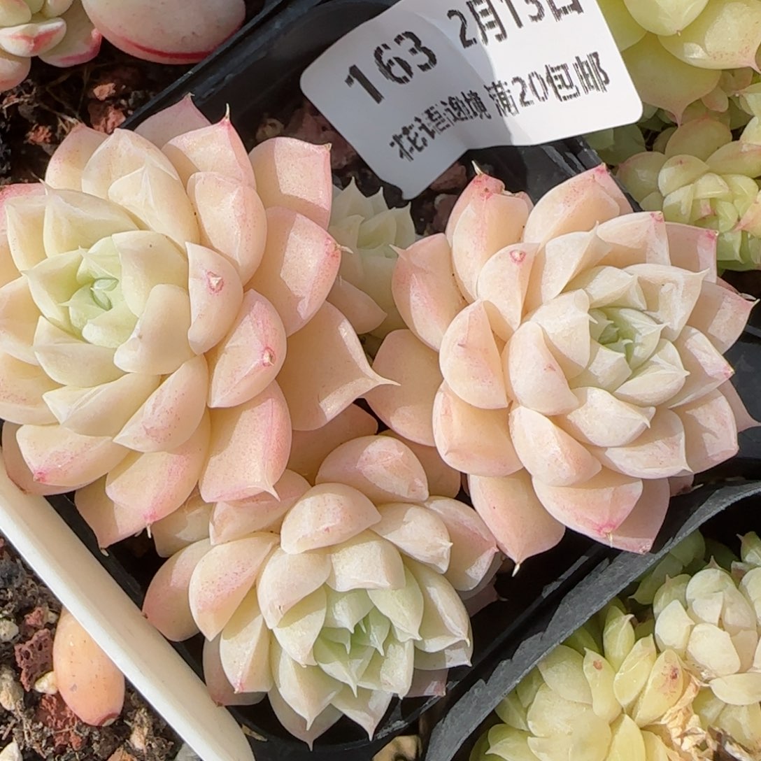 花语逸境0213-163散