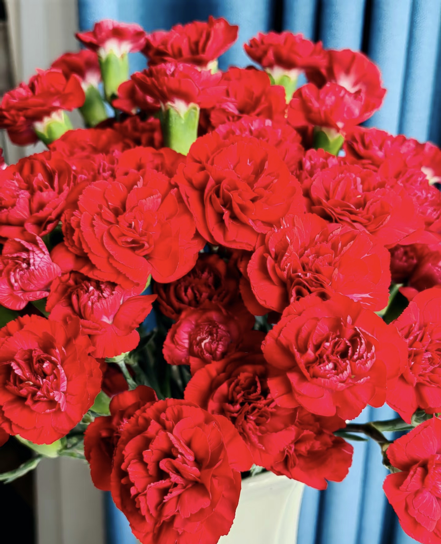 红色康乃馨 鲜花批发云南基地直发（包邮）