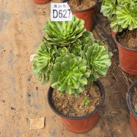 627琉璃翡翠不包断枝