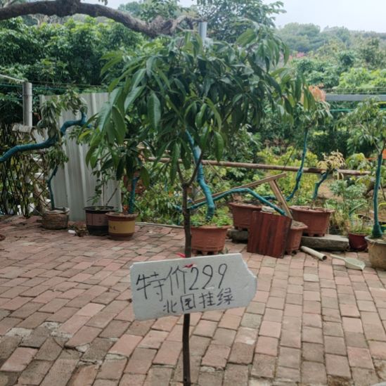 无花朵北园挂绿荔枝嫁接苗