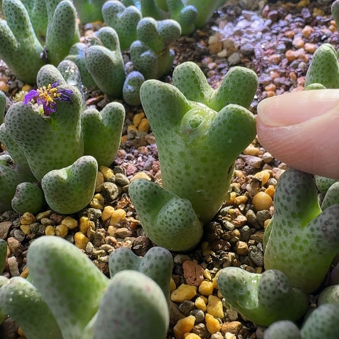 71号三头955斑马一物一拍