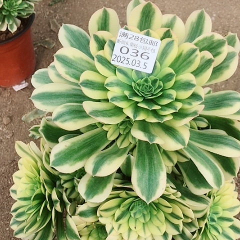 3.5-36金丝多肉植物