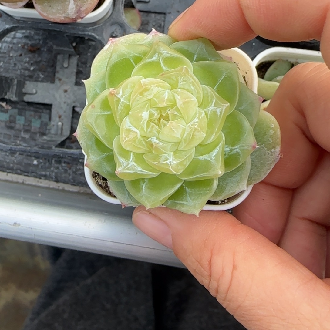 M***u千寻盆一个4床满25包邮