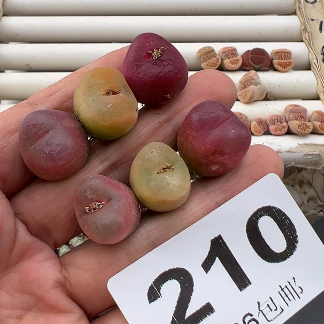 3.6好看的多肉脱土发货210