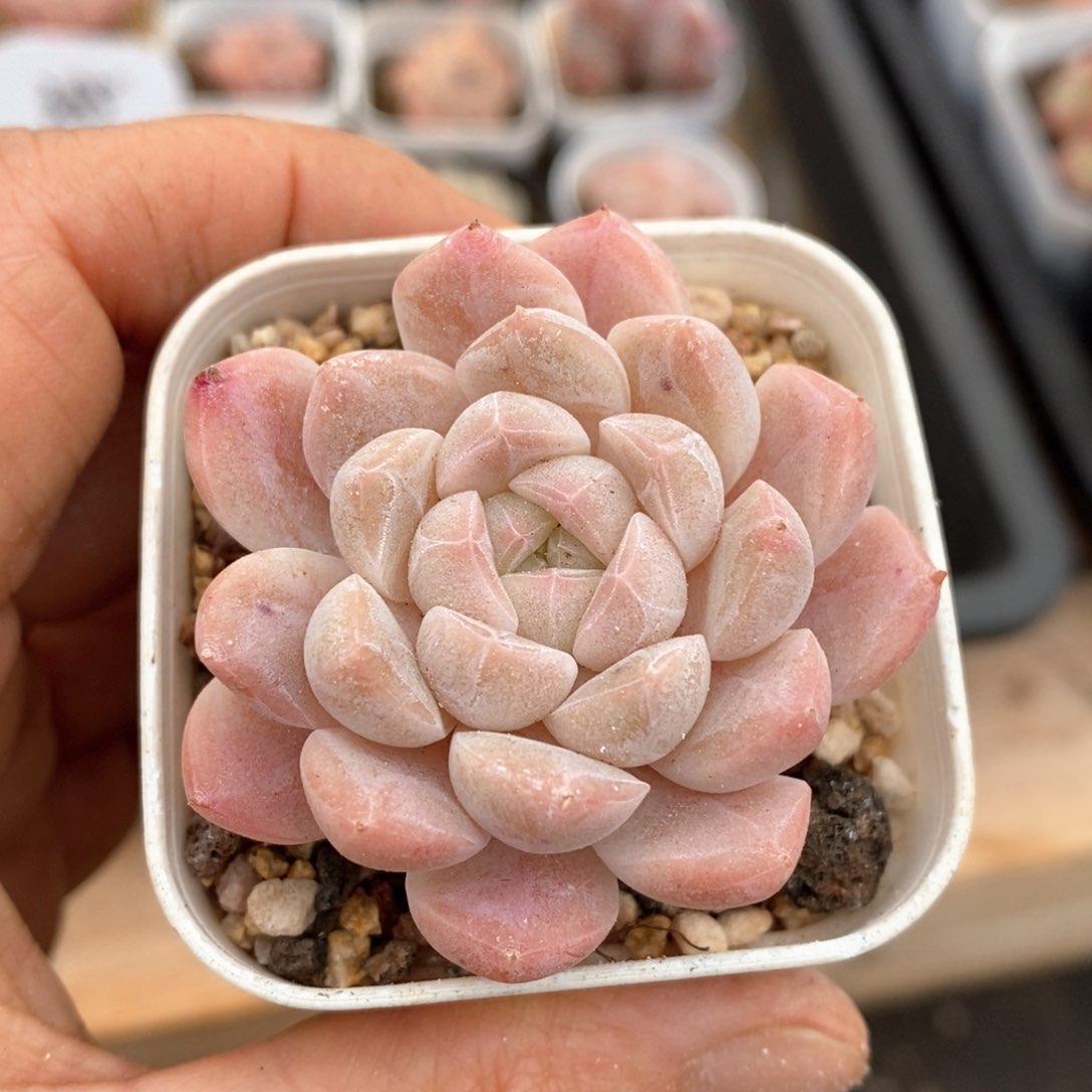 精品多肉一物一拍不包整117